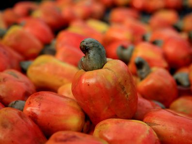 Cashew seed shown growing out of a cashew fruit. 