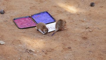 As part of the ‘Wild: Images of Wildlife and Nature' event at the National Zoo and Aquarium in Canberra today, several artistic meerkats got the chance to try their paws at making art. (AAP)