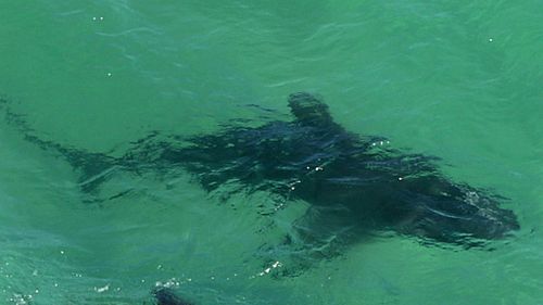 Sydney beach closed after shark sighting