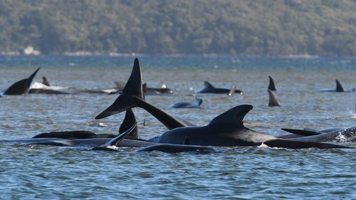 Hundreds of pilot whales were left stranded on a sand bar in Macquarie Harbour.