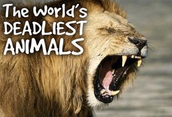 World's Deadliest Animals