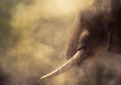 'Giant in dust'. Wildlife: Second place