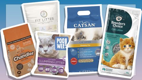 9PR: Self-proclaimed 'cat lady' ranks the best kitty litters on the market
