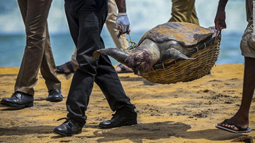Wildlife officials carry away the carcass of a turtle that was washed ashore at the beach of Angulana, south of Sri Lanka&#x27;s capital Colombo on June 24.
