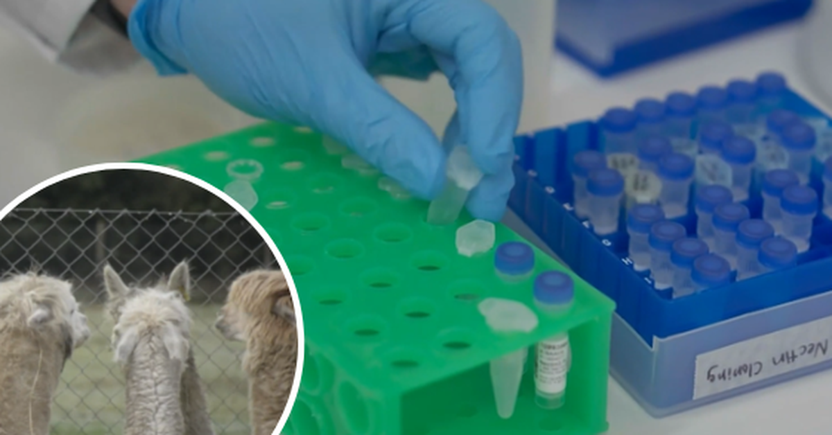 Researchers find nanobody in alpacas that could neutralise deadly virus
