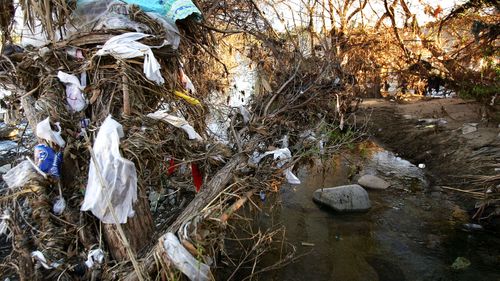 Single-use plastic bags are left hanging on trees on the bank of a river (Getty Images)