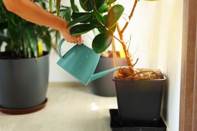 Watering plants