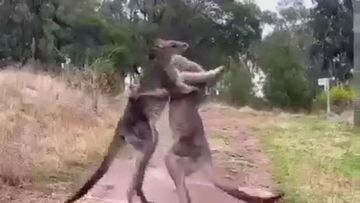 Two boxing kangaroos have traded blows in a dramatic punch-up near Canberra.