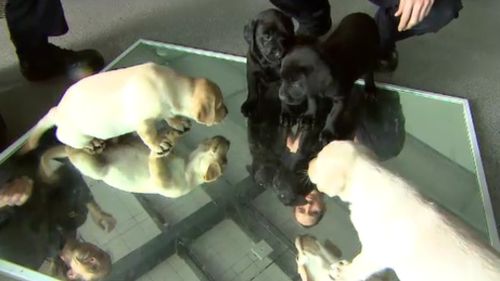 The pups have required training days each month. (9NEWS)