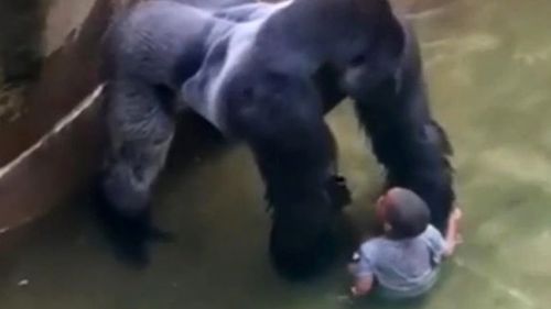 Harambe, the Cincinnati Zoo gorilla, was fatally shot after a toddler fell into his enclosure.