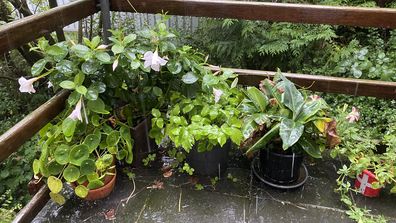 Gardening plants rain