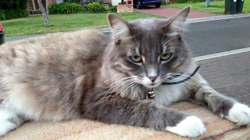 Entire street of cats goes missing in NSW