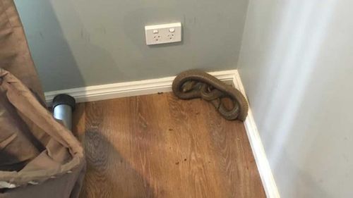 Snakes tend to come indoors during extreme heatwaves.