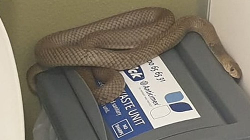 A brown snake was found curled up on a sanitary bin inside a public toilet in Queensland. 