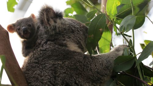 Peek-a-bo! (Wild Life Sydney Zoo)