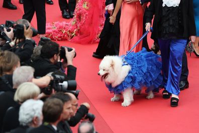 Felicity the dog attends the Highest 2 Lowest red carpet at the 78th annual Cannes Film Festival at Palais des Festivals on May 19, 2025 in Cannes, France. 