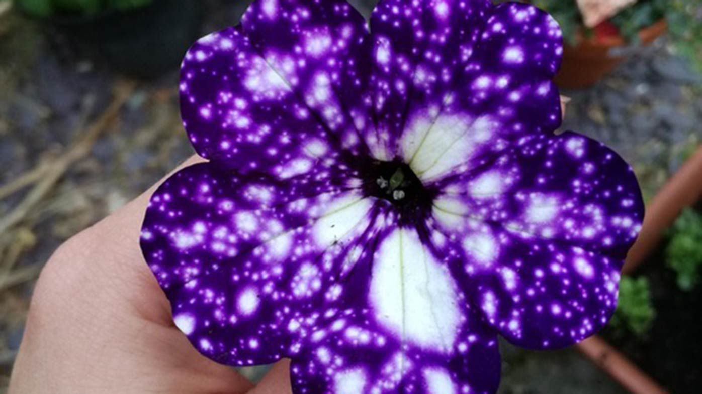 �Jackson Pollock� found in retired man�s garage could