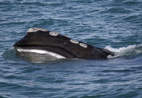 A North Atlantic right whale feeds on the surface of Cape Cod bay off the coast of Massachusetts. (AP Photo/Michael Dwyer, File)