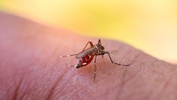 Every year about 5000 Australians are infected with the Ross River Virus.