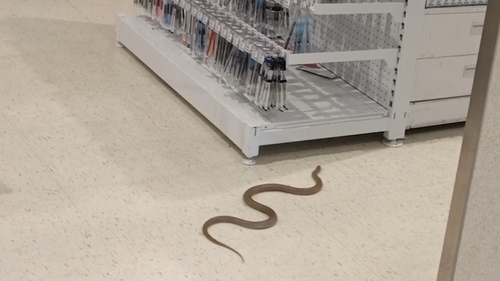 Brown snake in South Australian Officeworks.