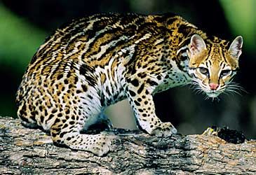 The ocelot is endemic to which continent?