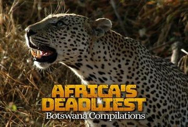 Africa's Deadliest: Botswana Compilation