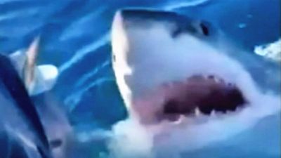 WA family's close encounter with a great white shark