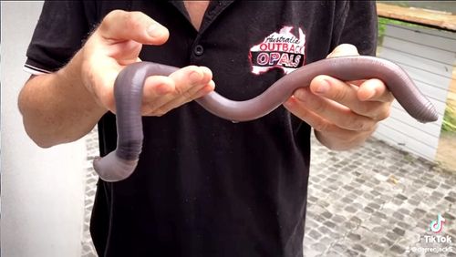 In a reminder that nature's wrath affects not only humans but also nature itself, a massive earthworm has been rescued from flood waters at Mount Tamborine. 