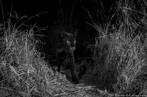 Black panthers are a blanket term. 