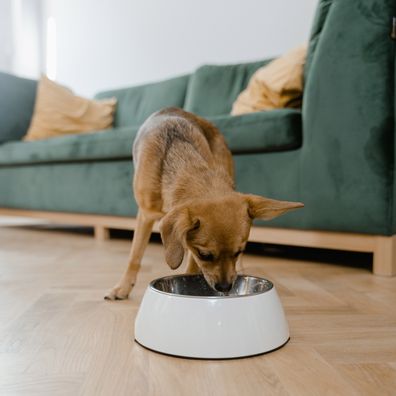 Stock photo of a dog eating from a bowl.