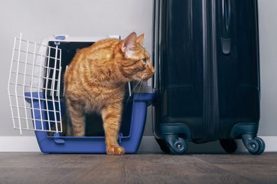 Cat in travel crate