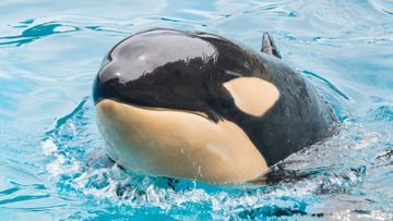 Amaya the Orca died at Sea World San Diego in the US.