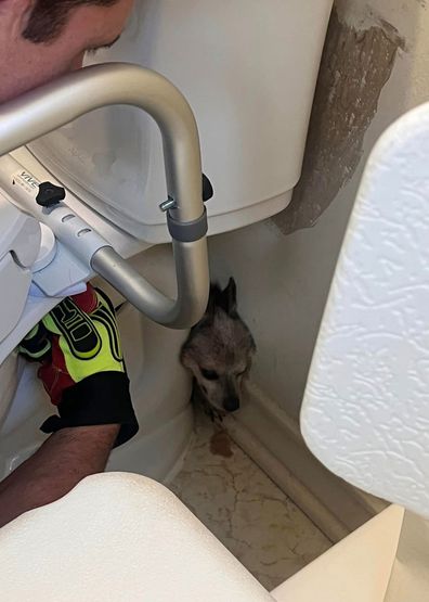 A Texas fire crew rescues a dog, Tippy, trapped behind a toilet.