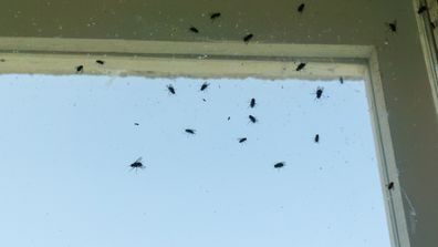 Dirty window covered with flies