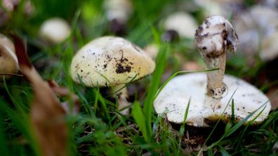 Deadly death cap mushrooms 