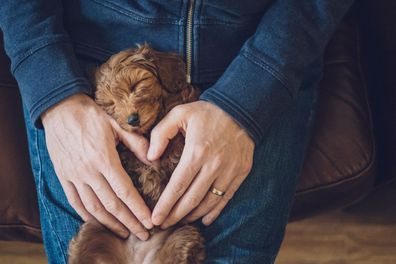 Cavoodle