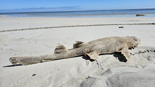 Dead fish Eight Mile Beach South Australia 