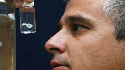 James Cook University marine stinger expert, Dr Jamie Seymour with a irukandji jellyfish.