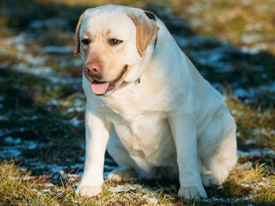 Overweight dog