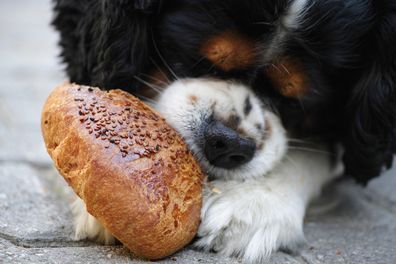 Stock photo of a dog eating a bread roll.