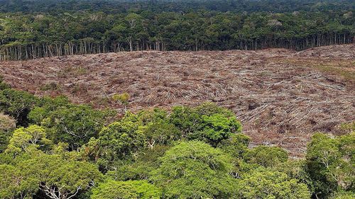Deforestation in the Brazilian Amazon reached 2,254.8 square kilometers in July 2019, an area 278 percent larger compared to the same month last year, according to the National Institute of Space Research (INPE).