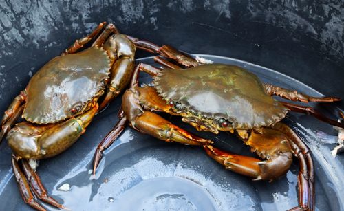 Queensland bomb squad uncovers pot of crabs