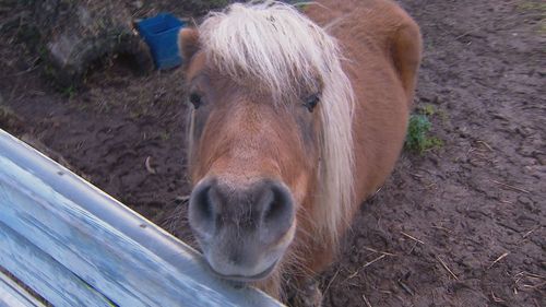 An Adelaide girl has been reunited with her beloved pet pony after he went missing on her 10th birthday.Shetland pony Sammy was found this morning in a paddock not far from his owners' Huntfield Heights home.