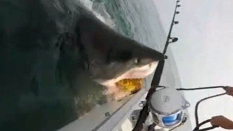 Great white shark steals bait off New Jersey fishing boat US News