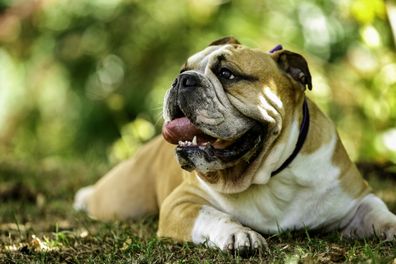 Purebreed Englsh Bulldog