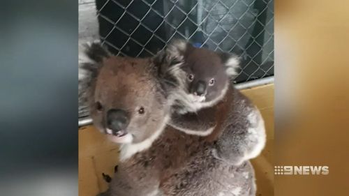 The joey is about five months old and weighs 1.1kg.