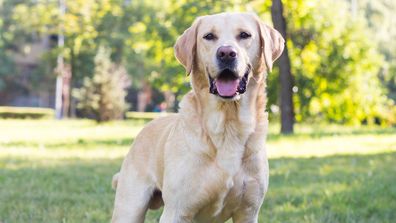 Labrador Retriever 