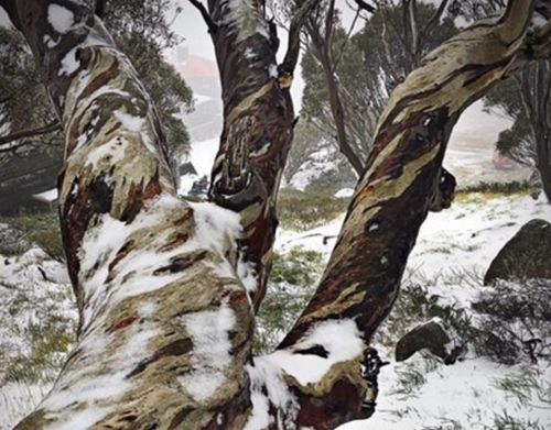 Snow at Charlotte Pass. (Facebook / Charlotte Pass Snow Resort)