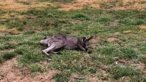 A kangaroo suffering from phalaris staggers. 