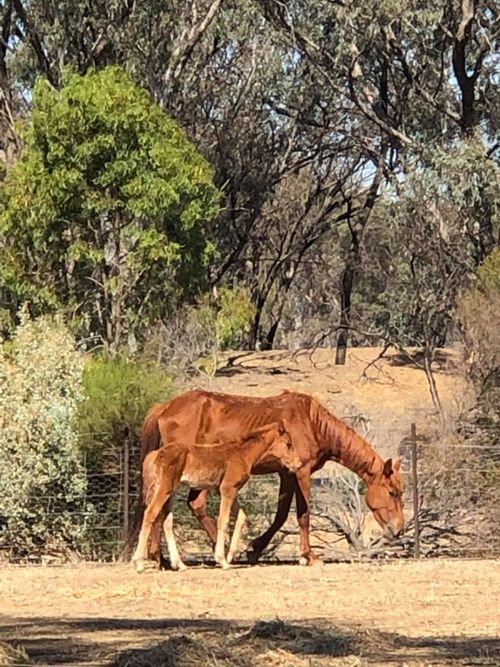 150 brumbies in the Barmah National Park north-east of Echuca are in dire conditions. 